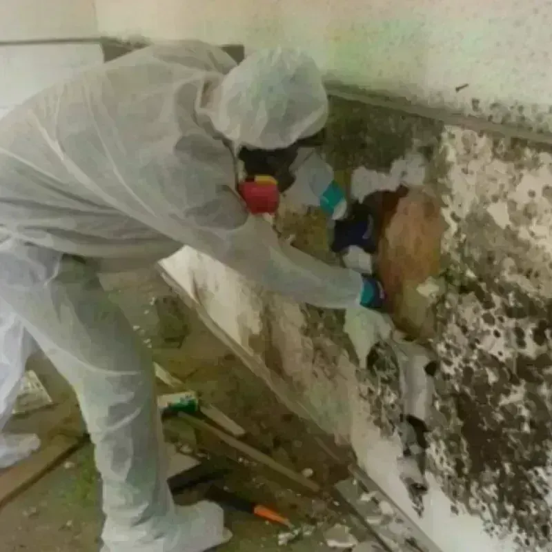 Mold Remediation and Removal in Roaring Spring, PA